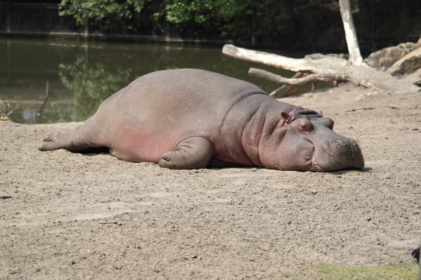 Tired hippo